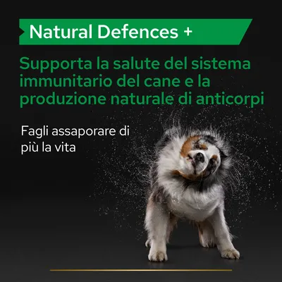 Natural Defences +. Supporta la salute del sistema immunitario del cane e la produzione naturale di anticorpi. Fagli assaporare di più la vita.