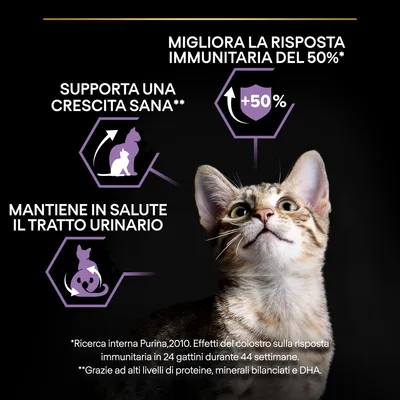Migliora la risposta immunitaria del 50 %, supporta una crescita sana, mantiene in salute il tratto urinario. Gatto con icone e testo informativo su benefici per la salute.