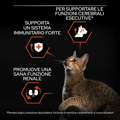 Per supportare le funzioni cerebrali esecutive, supporta un sistema immunitario forte, promuove una sana funzione renale. Asterisco: pensiero logico, memoria, adattamento a nuove situazioni.