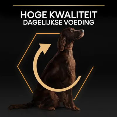 Hoge kwaliteit dagelijkse voeding, afbeelding van zittende hond met grafisch pijlsymbool eromheen.