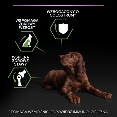 Wspomaga zdrowy wzrost, wspiera zdrowe stawy, wzbogacony o colostrum. Pomaga wzmocnić odpowiedź immunologiczną. Obraz psa leżącego na czarnym tle.