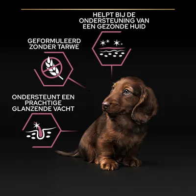 Helpt bij de ondersteuning van een gezonde huid, geformuleerd zonder tarwe, ondersteunt een prachtige glanzende vacht. Tekst met pictogrammen naast een zittende pup.