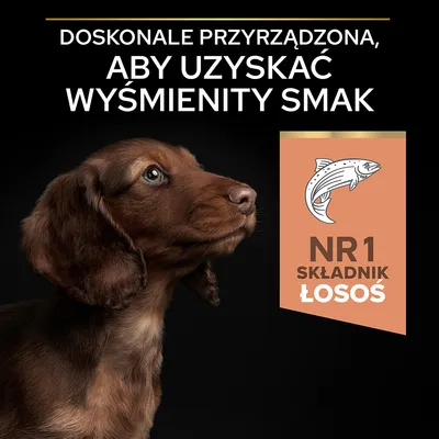 Doskonałe przyrządzona, aby uzyskać wyśmienity smak. NR 1 składnik łosoś.