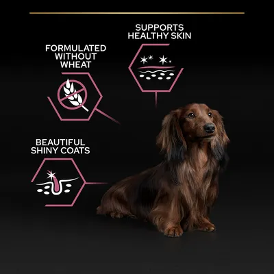 Formulated without wheat, supports healthy skin, beautiful shiny coats. Tekst og ikoner ved siden af en langhåret hund.