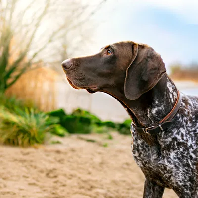 Perro de pelaje corto marrón y blanco con collar marrón, de perfil en un entorno exterior natural.