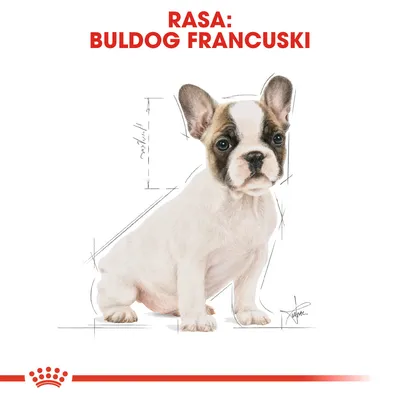 RASA: BULDOG FRANCUSKI – ilustracja szczeniaka buldoga francuskiego z oznaczeniami wymiarów ciała, tekst na górze obrazu.