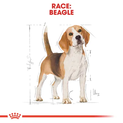Illustration af en Beagle med teksten 'RACE: BEAGLE' øverst. Skitserede linjer omkring hunden viser proportioner.