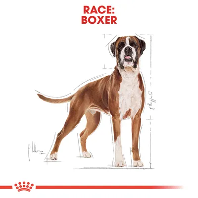 Illustration af en boxerhund med teksten 'RACE: BOXER' øverst. Skitserede linjer omkring hunden viser proportioner.
