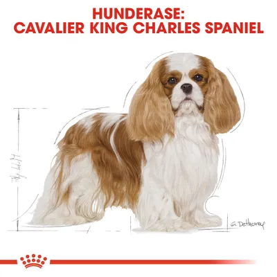 Royal Canin Cavalier King Charles Adult