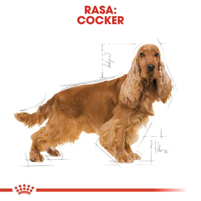 Ilustrație cu un câine de rasă Cocker, text vizibil: RASA: COCKER.