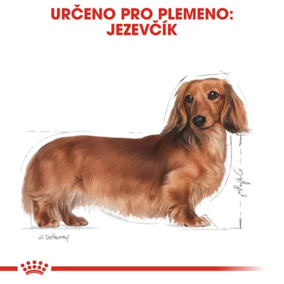 Text: URČENO PRO PLEMENO: JEZEVČÍK. Ilustrace dlouhosrstého jezevčíka z profilu, dole červený prvek s korunkou.
