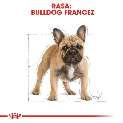RASA: BULLDOG FRANCEZ, desen cu un câine Bulldog Francez pe fundal alb, schiță tehnică vizibilă în jurul corpului.