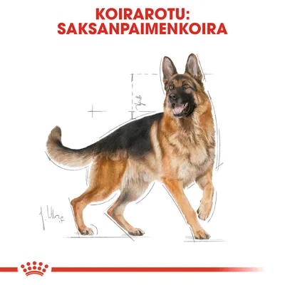 Koirarotu: saksanpaimenkoira. Kuvassa seisova saksanpaimenkoira, taustalla mittaviivoja ja luonnosmaisia viivoja korostamassa rodun rakennetta.