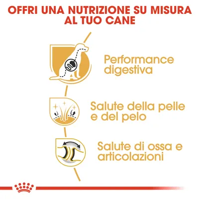 Offri una nutrizione su misura al tuo cane: performance digestiva, salute della pelle e del pelo, salute di ossa e articolazioni. Testo e icone illustrative.