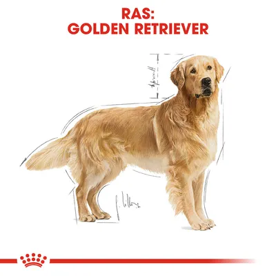 Illustratie van een Golden Retriever met meetlijnen, bovenaan de tekst: 'Ras: Golden Retriever' in rode letters.