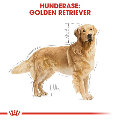 Royal Canin Golden Retriever Adult
