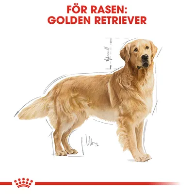 Illustration av en golden retriever med texten 'För rasen: Golden Retriever' i rött ovanför hunden. Skissade linjer markerar proportioner.