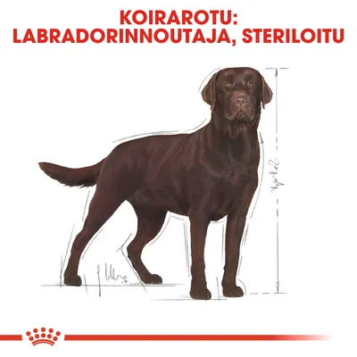Koirarotu: labradorinnoutaja, steriloitu. Kuvassa ruskea labradorinnoutaja ja mittaviivat koiran korkeuden osoittamiseksi.