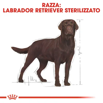 Testo: Razza: Labrador Retriever sterilizzato. Illustrazione di un cane Labrador marrone con linee che indicano le dimensioni corporee.