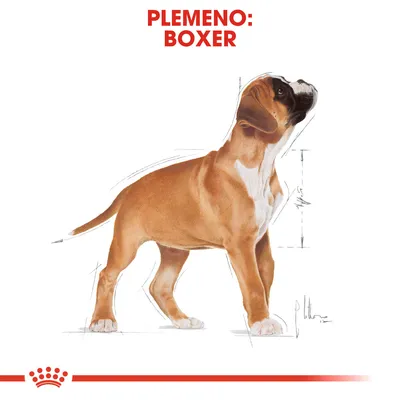 Ilustrácia psa s textom: Plemeno: Boxer. Zobrazené proporcie a postava boxera, vhodné na identifikáciu plemena pri výbere produktov.