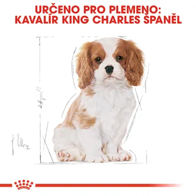 Určeno pro plemeno: Kavalír King Charles španěl. Ilustrace štěněte tohoto plemene.