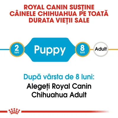 Royal Canin susține câinele Chihuahua pe toată durata vieții sale. Puppy 2–8 luni. După vârsta de 8 luni: Alegeți Royal Canin Chihuahua Adult.