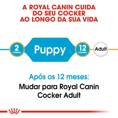 A Royal Canin cuida do seu Cocker ao longo da sua vida. Puppy dos 2 aos 12 meses. Após os 12 meses: mudar para Royal Canin Cocker Adult. A Royal Canin cuida do seu Cocker ao longo da sua vida. Puppy dos 2 aos 12 meses. Após os 12 meses: mudar para Royal Canin Cocker Adult.