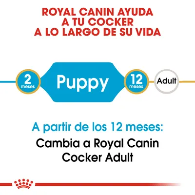 Royal Canin ayuda a tu Cocker desde cachorro hasta adulto. A partir de los 12 meses, cambia a Royal Canin Cocker Adult. Puppy: 2–12 meses, Adult: desde 12 meses.
