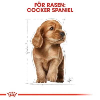 Illustration av en cocker spaniel med texten 'FÖR RASEN: COCKER SPANIEL' överst i rött. Royal Canin-symbol nederst.