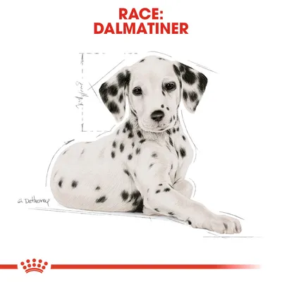 Race: Dalmatiner. Illustration af dalmatinerhund med sorte pletter, liggende på siden. Teksten 'Race: Dalmatiner' vises øverst i rødt.