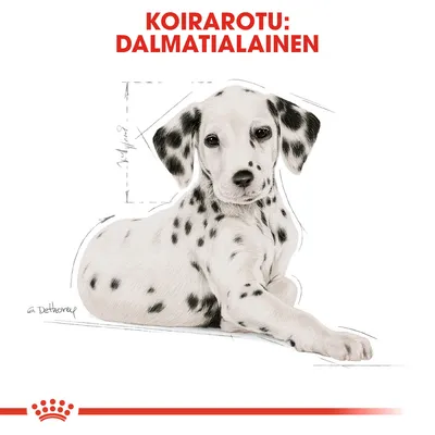 Teksti: KOIRAROTU: DALMATIALAINEN. Kuvassa dalmatialaiskoira, taustalla mittaviivoja ja Royal Canin -tyylinen punainen viiva alareunassa.