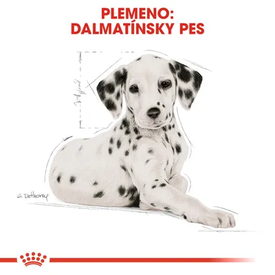 Plemeno: dalmatínsky pes. Ilustrácia psa s čiernymi škvrnami na bielom tele, viditeľné rozmery postavy naznačené čiarami.