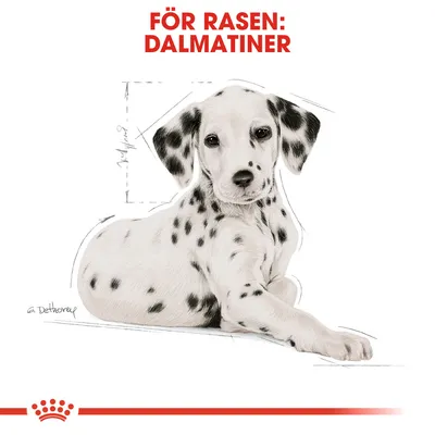 Illustration av dalmatiner med texten 'För rasen: Dalmatiner' i rött ovanför. Skissade måttlinjer syns runt hundens kropp.