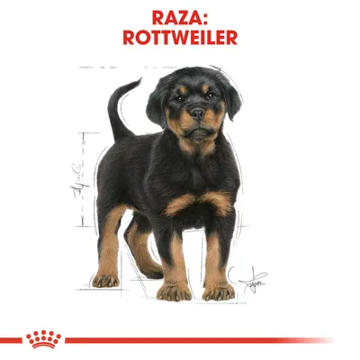 Texto visible: Raza: Rottweiler. Ilustración de un cachorro de Rottweiler de pelaje negro y marrón, con detalles anatómicos en el fondo.