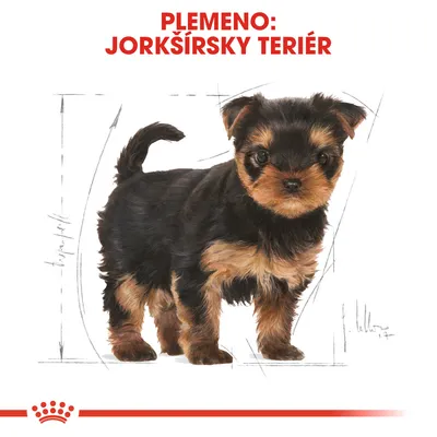 Text: Plemeno: Jorkšírsky teriér. Ilustrácia šteniatka jorkšírskeho teriéra na bielom pozadí s červeným nápisom hore.