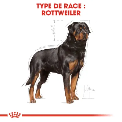 Texte visible : TYPE DE RACE : ROTTWEILER, illustration d’un chien de race Rottweiler debout, fond blanc, logo Royal Canin en bas.
