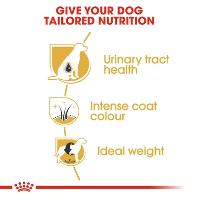 Teksti englanniksi: GIVE YOUR DOG TAILORED NUTRITION, Urinary tract health, Intense coat colour, Ideal weight. Kolme kuvaketta koirasta ja symboleista.