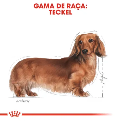 Ilustração de cão com pelo castanho comprido. Texto visível: 'Gama de raça: Teckel'.