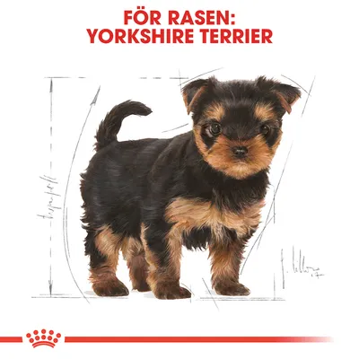 Text: FÖR RASEN: YORKSHIRE TERRIER. Illustration av en Yorkshire Terrier-valp med skissade linjer i bakgrunden, Royal Canin-krona synlig längst ner.