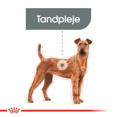 Hund med teksten 'Tandpleje' vist over hovedet. Illustration fremhæver fokus på tandpleje til hunde.