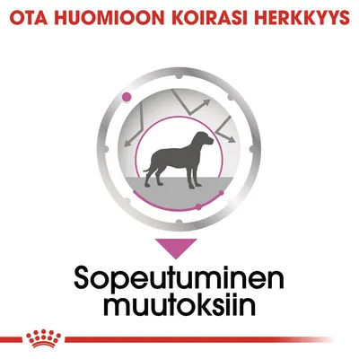 Ota huomioon koirasi herkkyys. Sopeutuminen muutoksiin