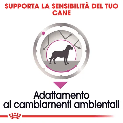 Supporta la sensibilità del tuo cane. Adattamento ai cambiamenti ambientali.