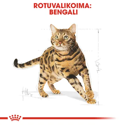 Rotuvalikoima: bengali. Kuvassa bengalikissa, taustalla mittaviivoja ja Royal Canin -tyylinen punainen kruunu alareunassa.