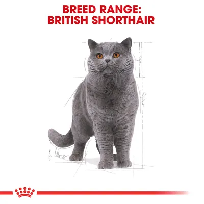 Text: BREED RANGE: BRITISH SHORTHAIR. Bild på en grå katt av rasen British Shorthair med orange ögon, stående mot vit bakgrund med skisslinjer.