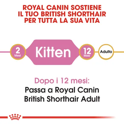 Royal Canin sostiene il tuo British Shorthair per tutta la vita. Da 2 a 12 mesi: Kitten. Dopo i 12 mesi passa a Royal Canin British Shorthair Adult.