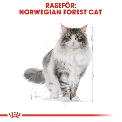Royal Canin Norwegian Forest Cat Adult