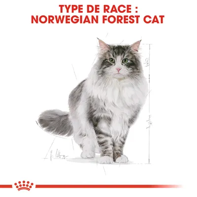 Texte : Type de race : Norwegian Forest Cat, illustration d’un chat norvégien des forêts sous le texte, logo Royal Canin en bas.