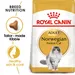 Royal Canin Norwegian Forest Cat Adult