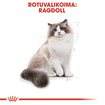 Rotuvalikoima: Ragdoll. Kuvassa ragdoll-rotuinen kissa istuu valkoisella taustalla, alareunassa punainen kruunu ja viiva.