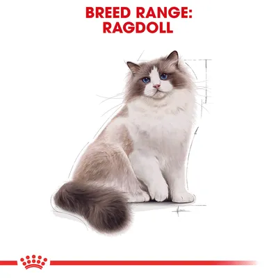 Text: BREED RANGE: RAGDOLL. Illustration av en ragdollkatt med vit och brun päls, blå ögon. Nedre kant med röd krona och linje. Texten är på engelska.